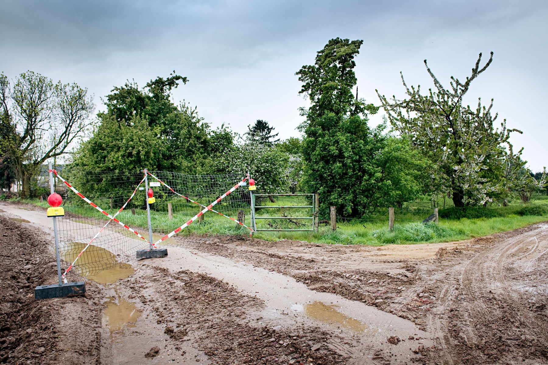 Obstbäume an der Ortsgrenze von Pesch, 2010