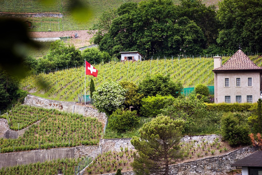 Wineyards near to the Lake Geneva
