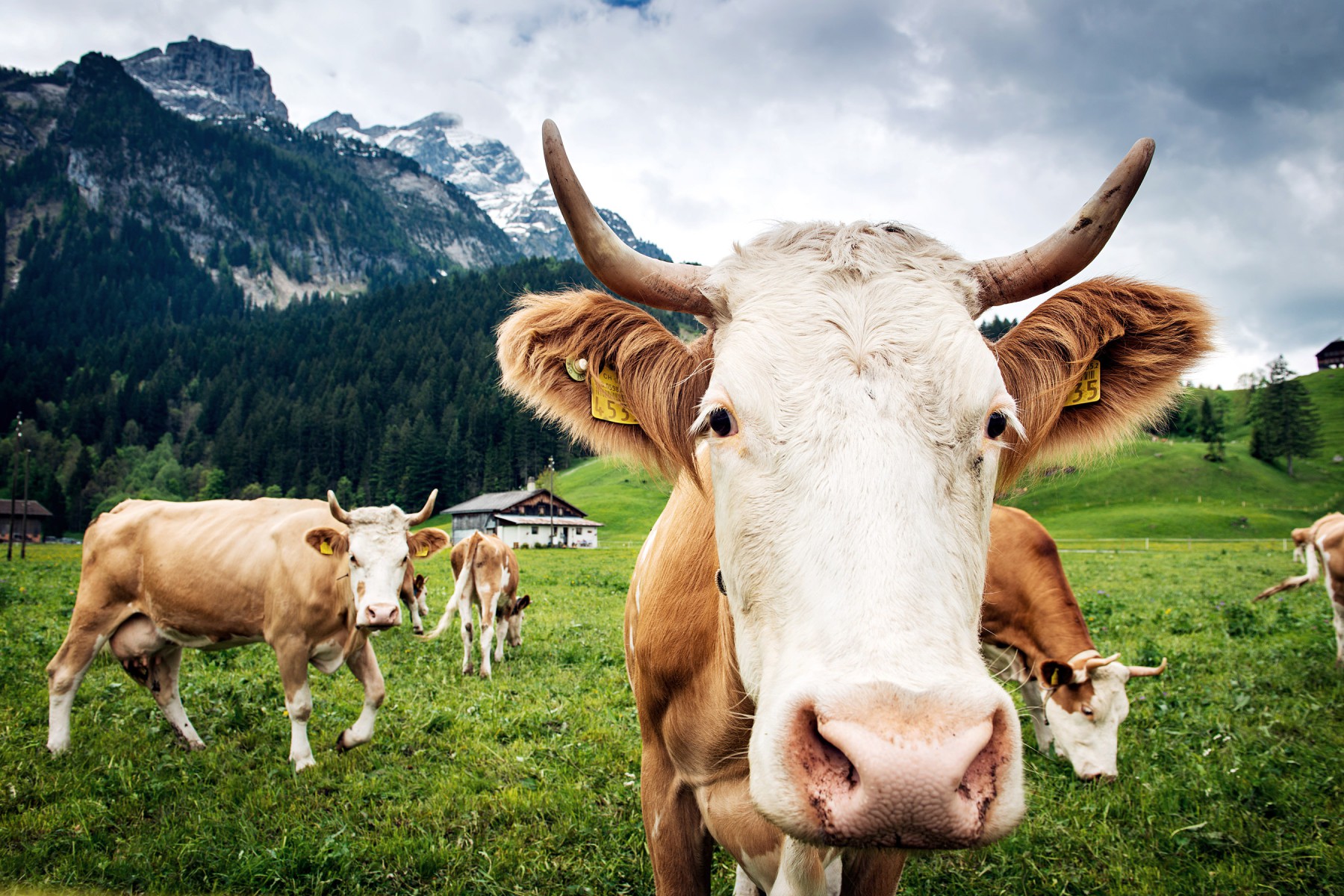 Cow with Alps